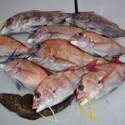 松本釣船2 釣果