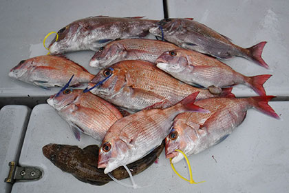 松本釣船2 釣果