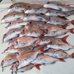 松本釣船２ 釣果