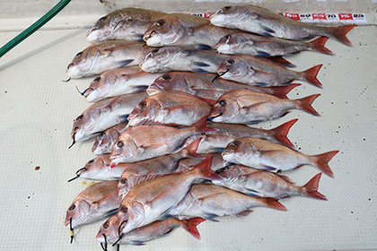 松本釣船２ 釣果