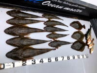 オーシャンマスター 釣果