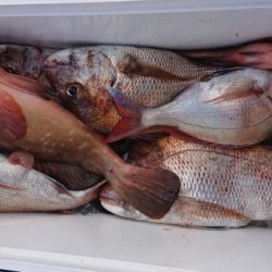 オーフリー 釣果