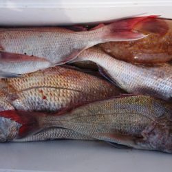 オーフリー 釣果