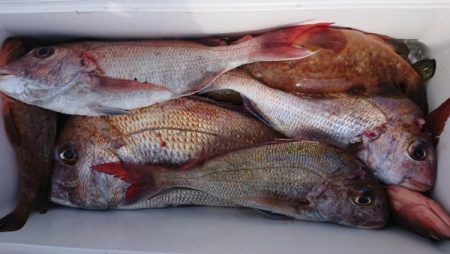 オーフリー 釣果