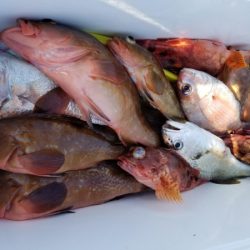 オーフリー 釣果