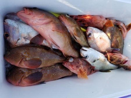 オーフリー 釣果