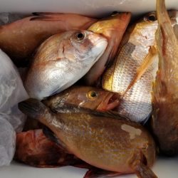 オーフリー 釣果