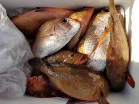 オーフリー 釣果