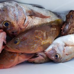 オーフリー 釣果