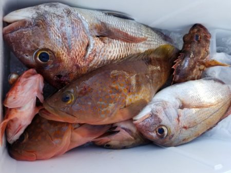 オーフリー 釣果