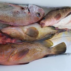 オーフリー 釣果