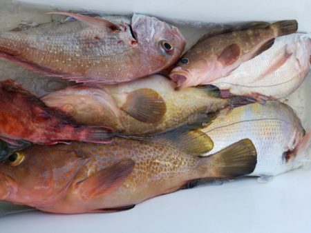 オーフリー 釣果