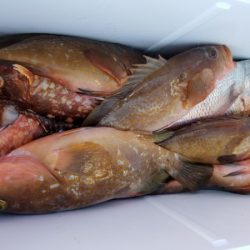 オーフリー 釣果