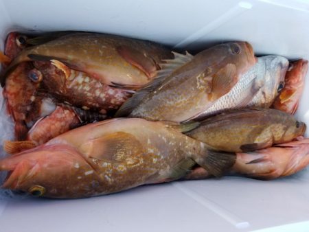 オーフリー 釣果