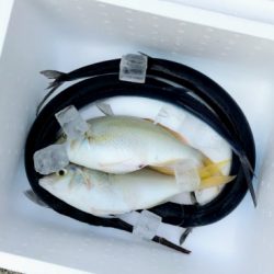 本部釣りイカダ 釣果