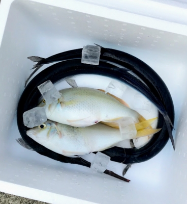 本部釣りイカダ 釣果