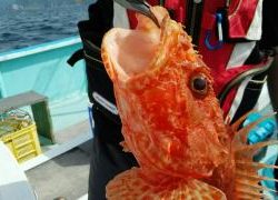 長栄丸(静岡) 釣果