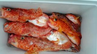 長栄丸(静岡) 釣果