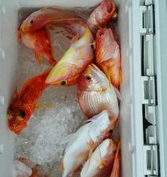 長栄丸(静岡) 釣果