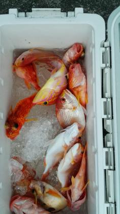 長栄丸(静岡) 釣果