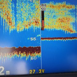 ブルーピア 釣果