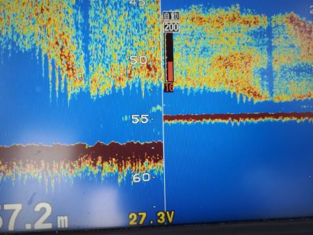 ブルーピア 釣果