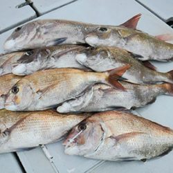 松本釣船２ 釣果