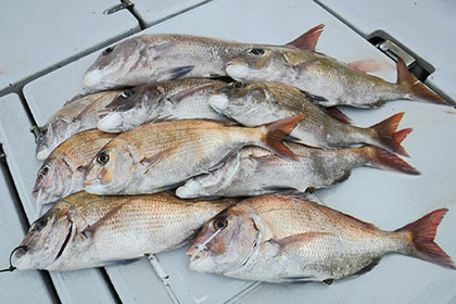 松本釣船２ 釣果