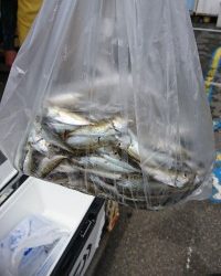 和歌山マリーナシティ釣り公園 釣果