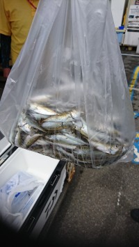 和歌山マリーナシティ釣り公園 釣果