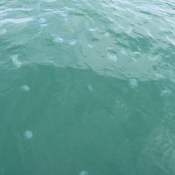 松本釣船２ 釣果