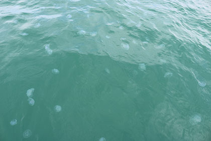 松本釣船２ 釣果