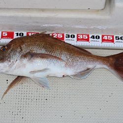 松本釣船２ 釣果