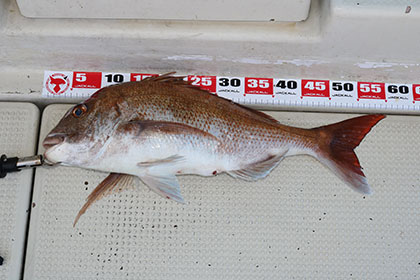 松本釣船２ 釣果