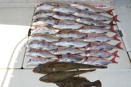 松本釣船２ 釣果