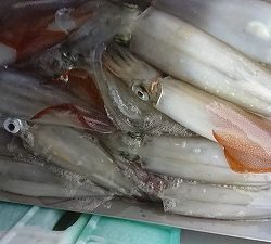 海龍丸（福岡） 釣果