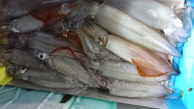 海龍丸（福岡） 釣果