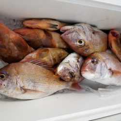 オーフリー 釣果