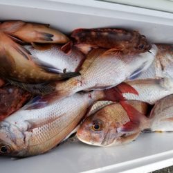 オーフリー 釣果