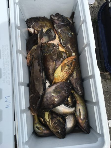 第八平成丸 釣果