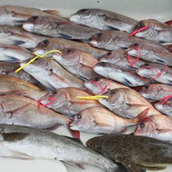 松本釣船２ 釣果