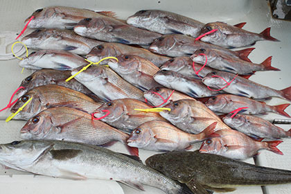 松本釣船２ 釣果