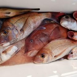 オーフリー 釣果