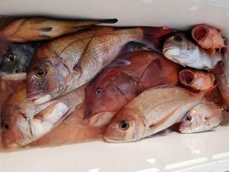 オーフリー 釣果