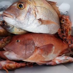 オーフリー 釣果