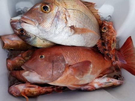 オーフリー 釣果