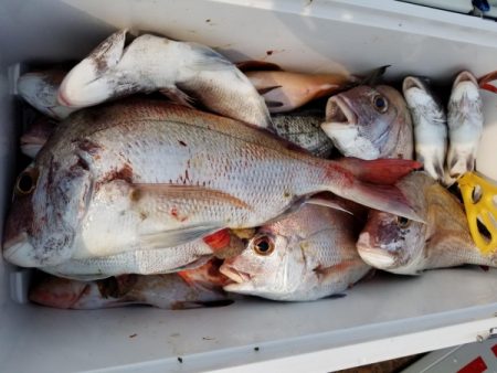 オーフリー 釣果