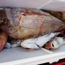 オーフリー 釣果