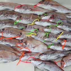 松本釣船２ 釣果