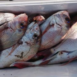 オーフリー 釣果